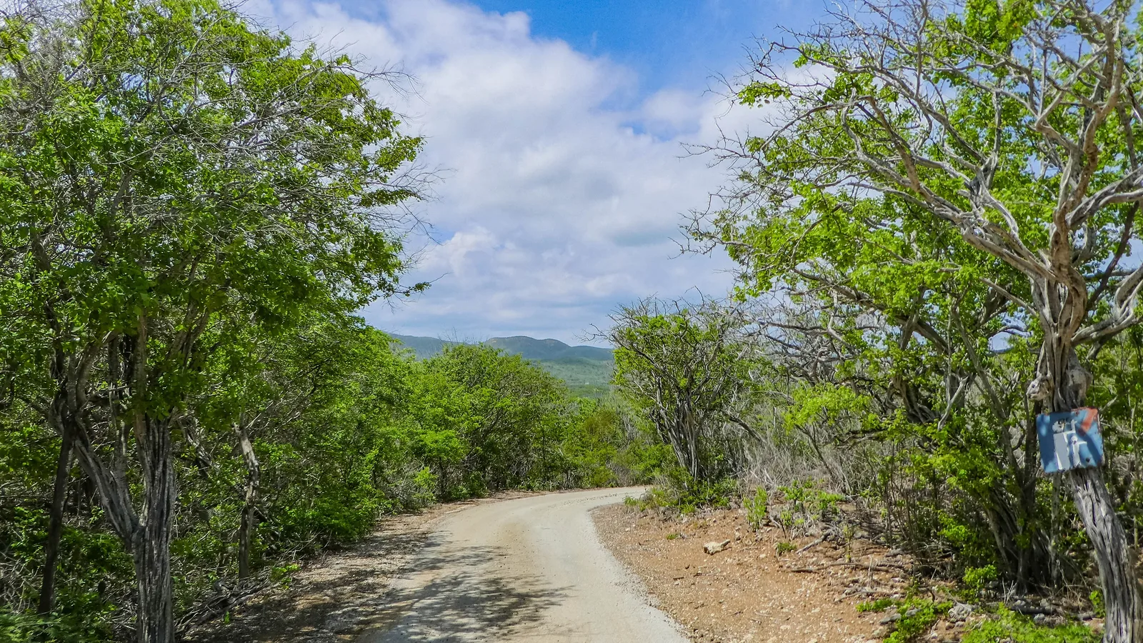 Het begroeide binnenland van Curacao, met een zandweg die het park in loopt